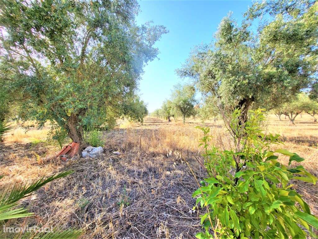 Quinta T2, com 11.000 m2, perto de Avis - Grande imagem: 4/43