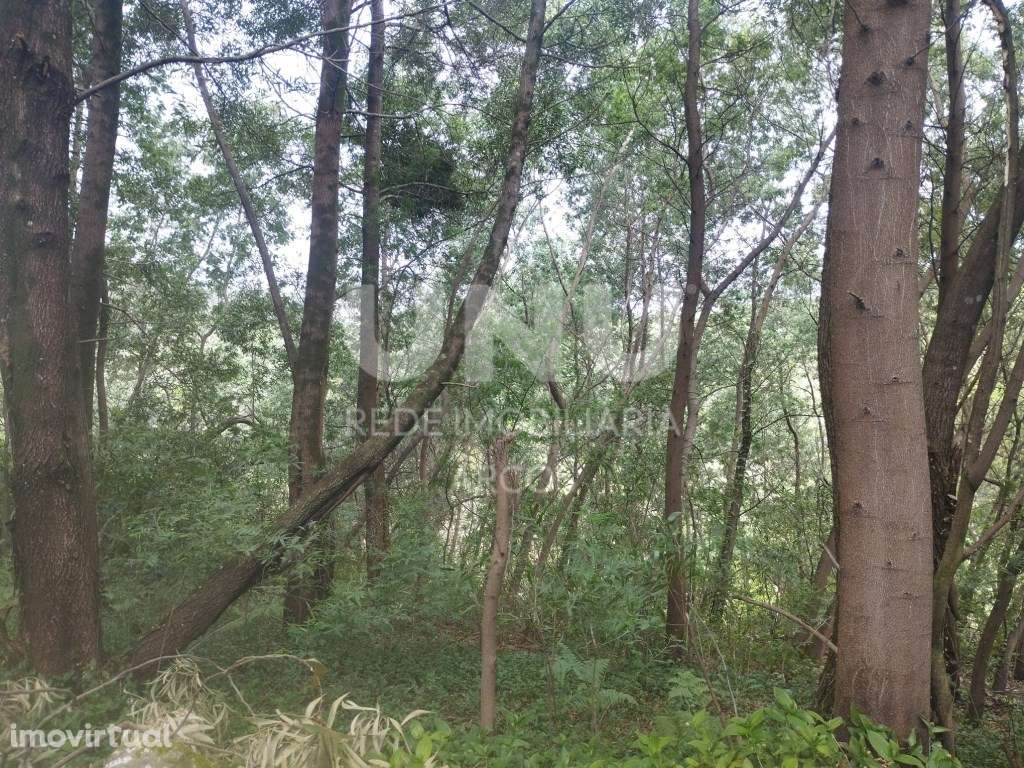 Monte - Grande imagem: 3/4