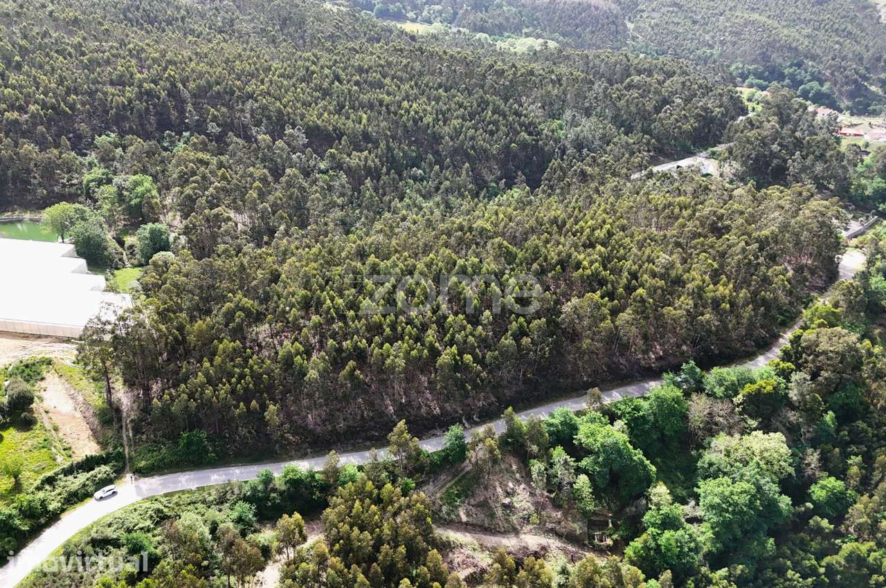 TERRENO COM 2 HECTARES POVOA DE LANHOSO - Grande imagem: 2/15