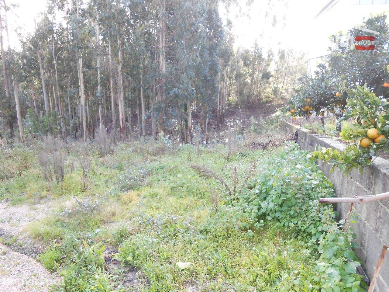 TERRENO COM AREA DE 2000 M2 PARA CONSTRUÇÃO EM CASAL DOS LOBOS SÃO ... - Grande imagem: 2/12