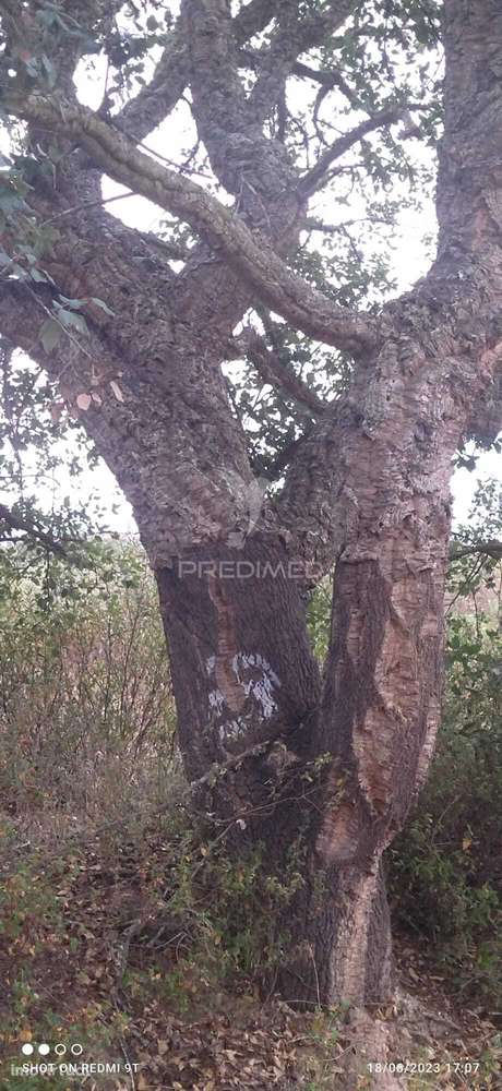 Terreno Rústico "Cerro da Gruta" em Odemira. - Grande imagem: 5/17