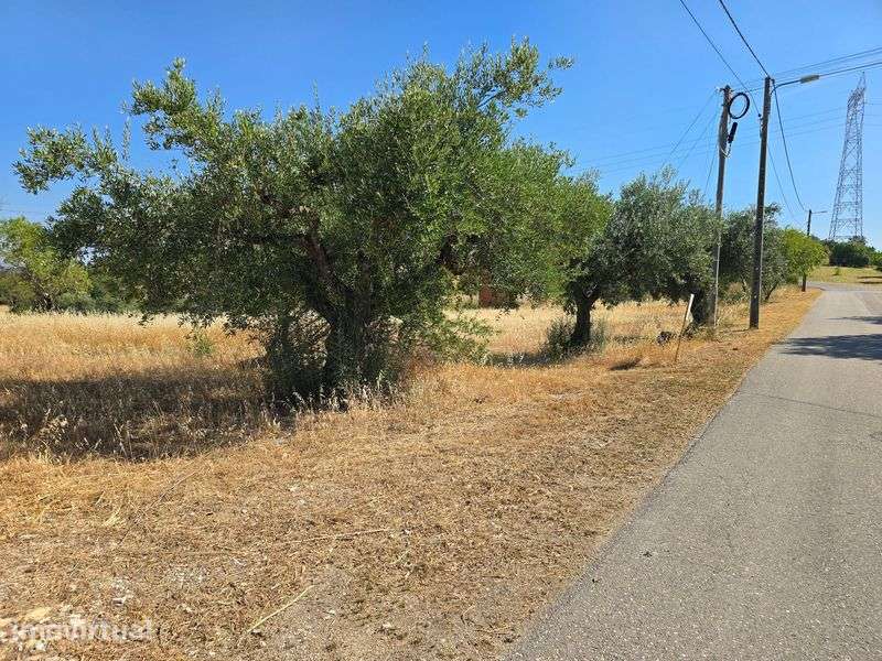 Vende-se Terreno 16 000 m2 - Mata - Torres Novas - Grande imagem: 5/7