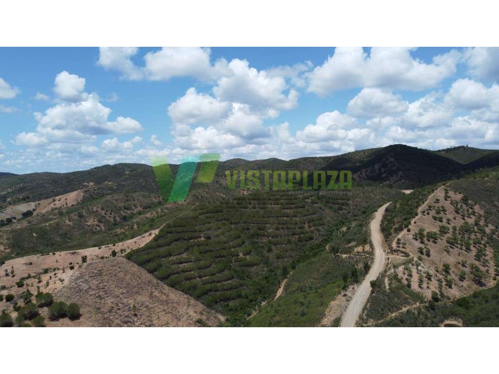 Terreno Rustico, Com Pinheiros, São Bartolomeu de Messines - Grande imagem: 2/16