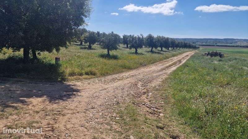 Terreno em Montalvo constância corela grande santarem  distrito Santar - Grande imagem: 2/7