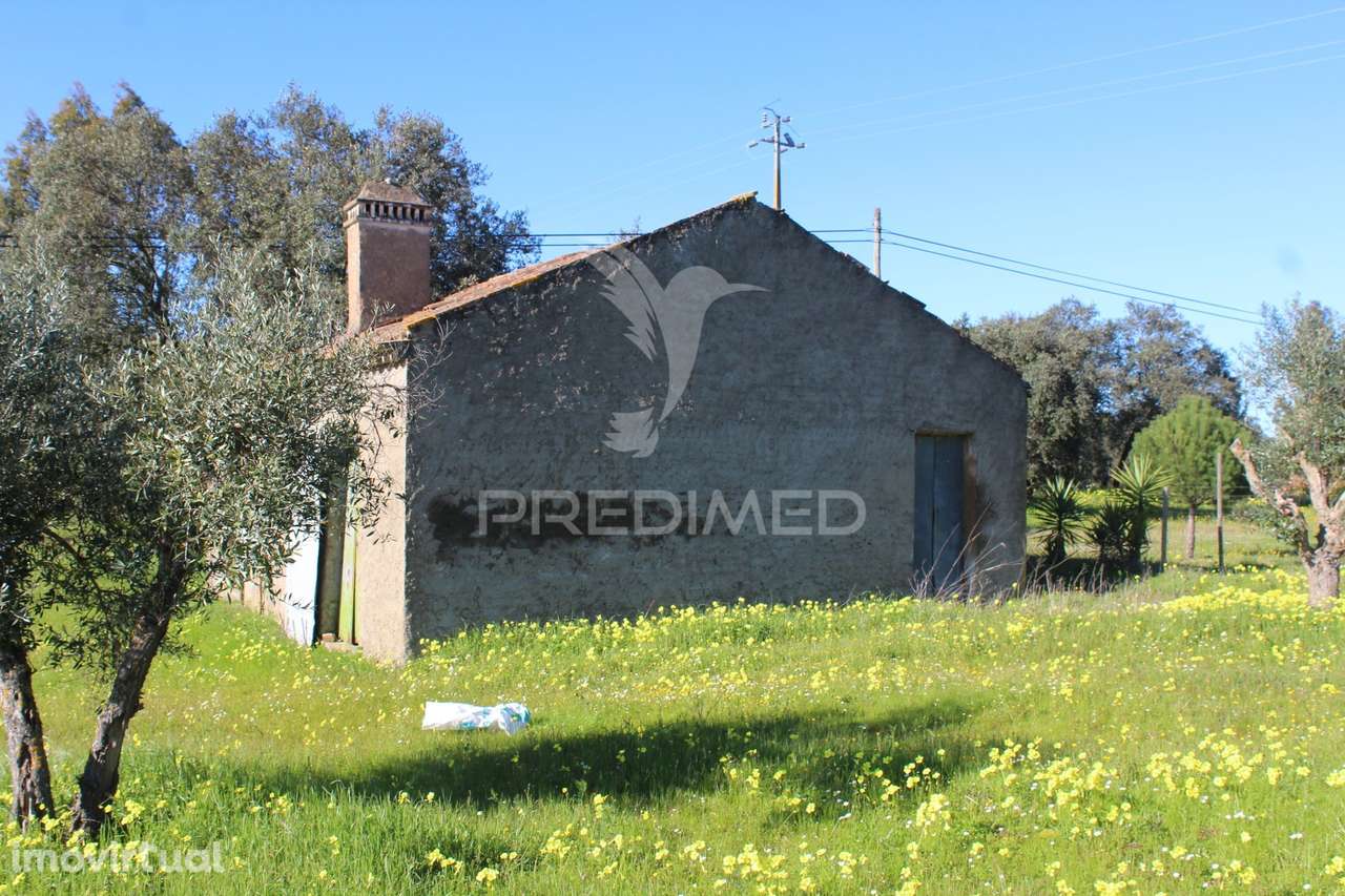 Terreno com casa e Olival - Grande imagem: 3/25