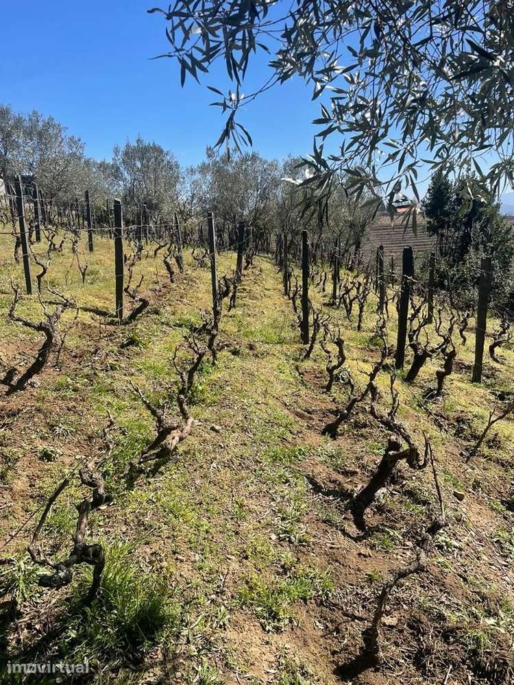 QUINTINHA COM VINHA E CASA PARA RECUPERAR NO DOURO – PROJETO APROVADO - Grande imagem: 4/15