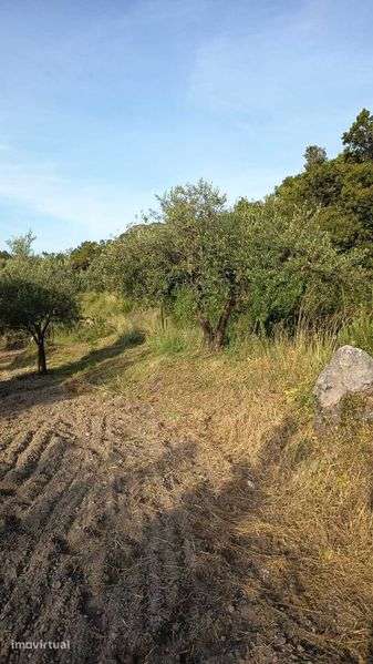 Venda de Olival em Chancelaria - Pafarrão - Grande imagem: 4/12
