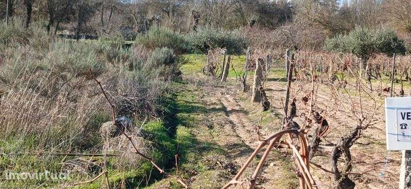 Terreno agrícola 2.734 m² com poço – Malta, Pinhel | €15 000 - Grande imagem: 5/6