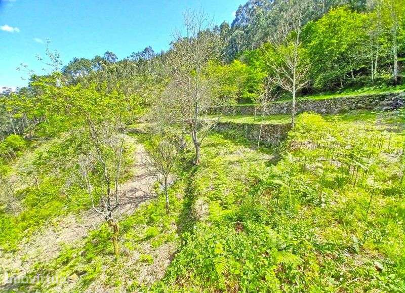 Quinta no Douro para Turismo Rural - Grande imagem: 4/12