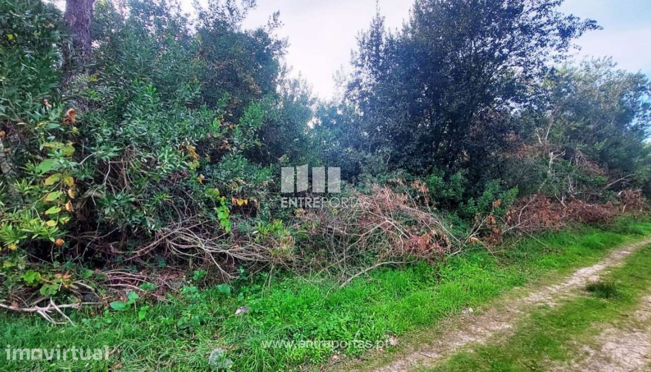 Venda de terreno agrícola, Chafé, Viana do Castelo - Grande imagem: 2/30