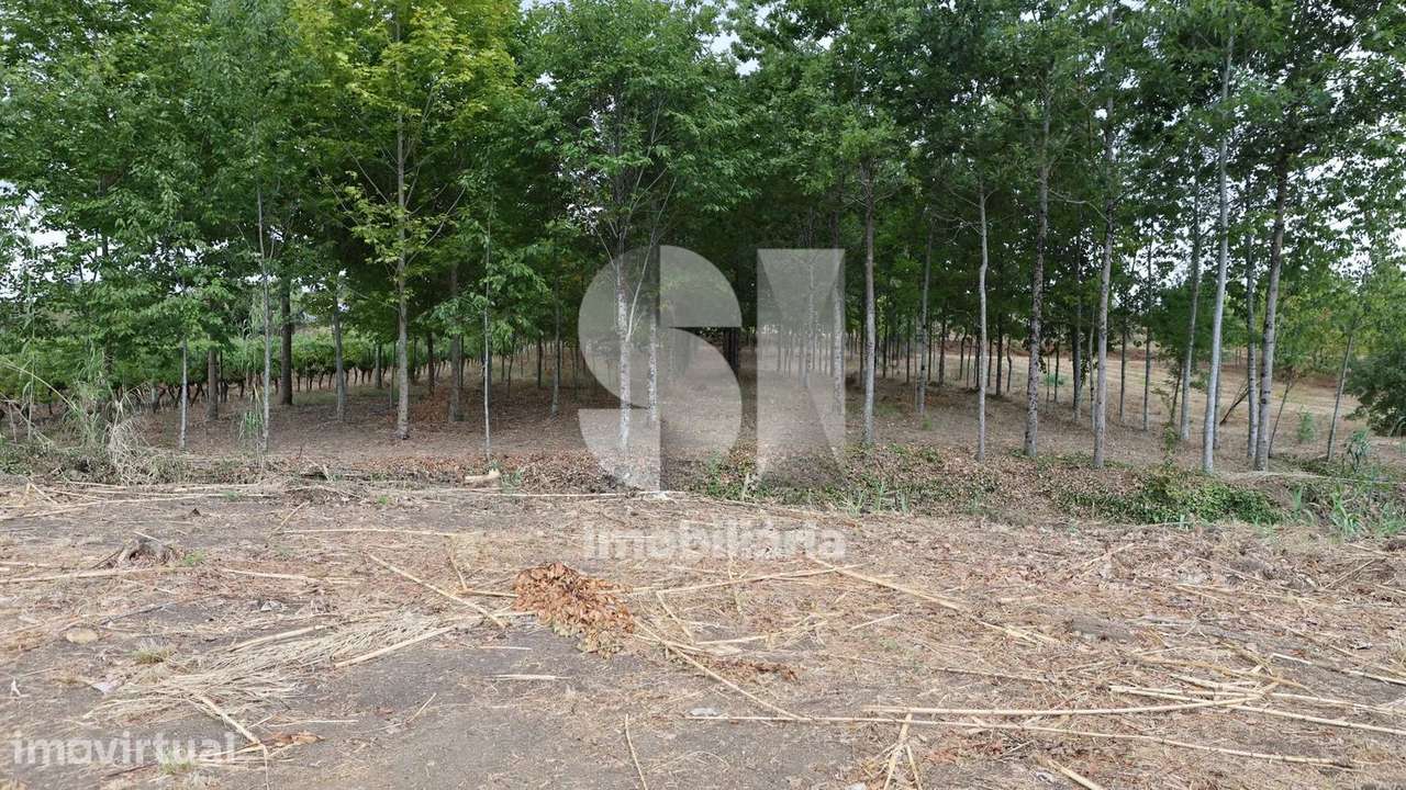 Quinta com aproximadamente 15000 m2 e moinho no coração da Bairrada - Grande imagem: 4/22