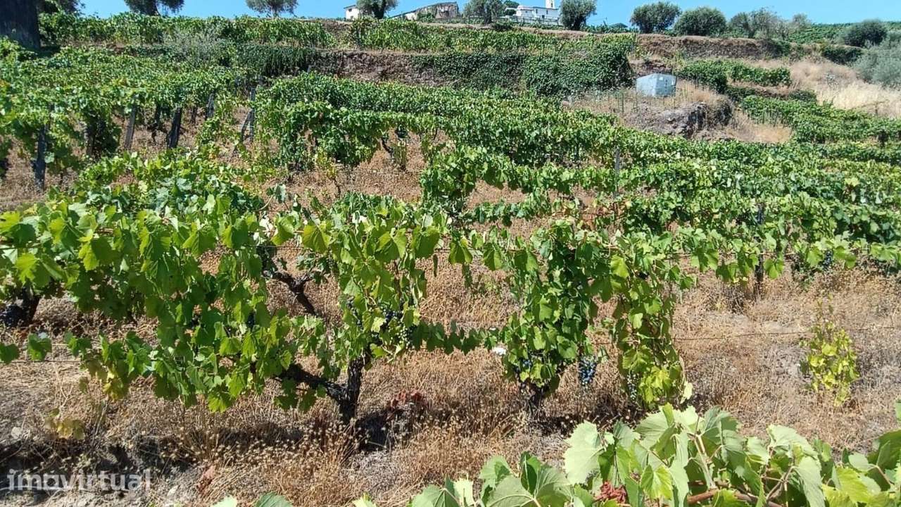 VINHA NA REGIÃO DEMARCADA DO DOURO - Grande imagem: 2/8