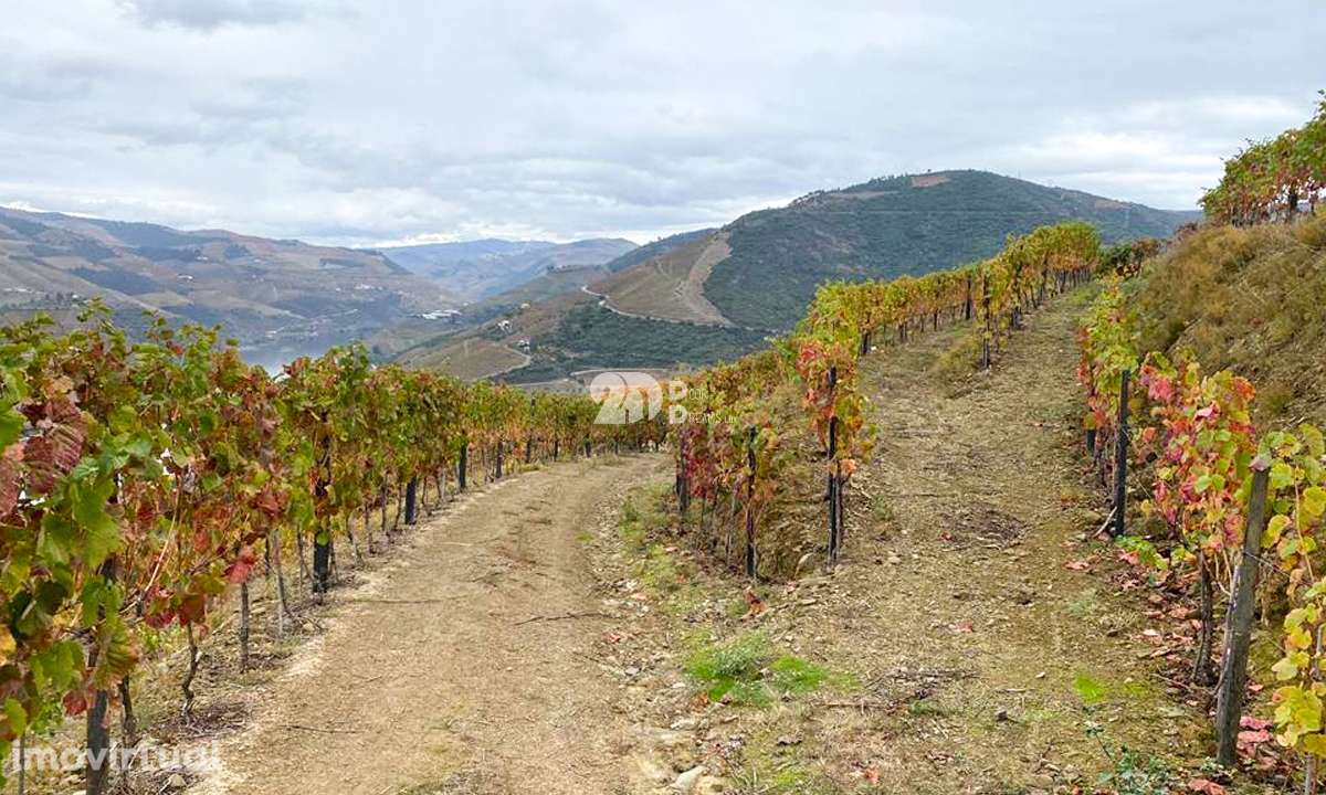 Vinha no Douro 7000m² - Vila Seca - Grande imagem: 5/13