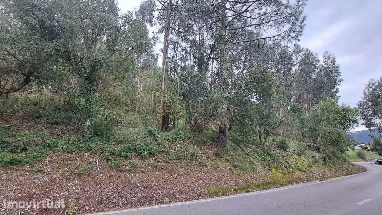 Terreno com Eucaliptos à Venda – Natureza e Tranquilidade em Mafra - Grande imagem: 2/8