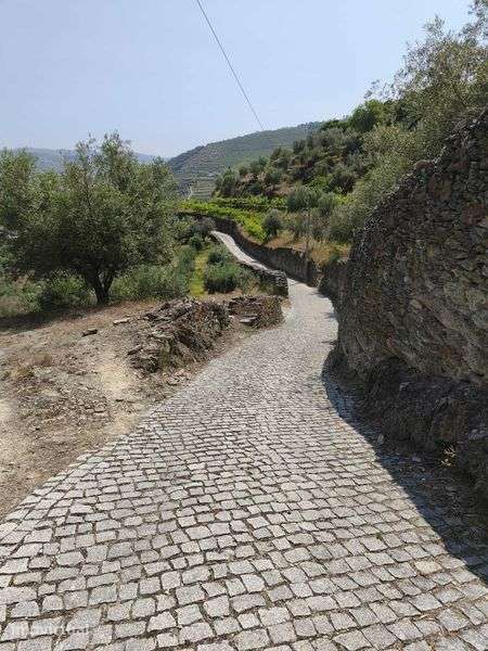 Propriedade no Alto Douro Vinhateiro com Vista sobre o Rio Douro - Grande imagem: 2/8