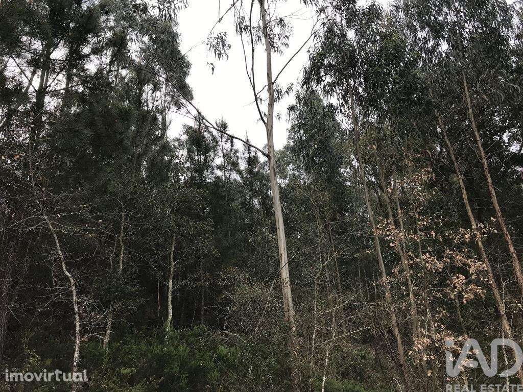 Terreno em Santiago e São Simão de Litém e Albergaria dos Doze de 1480 - Grande imagem: 3/18