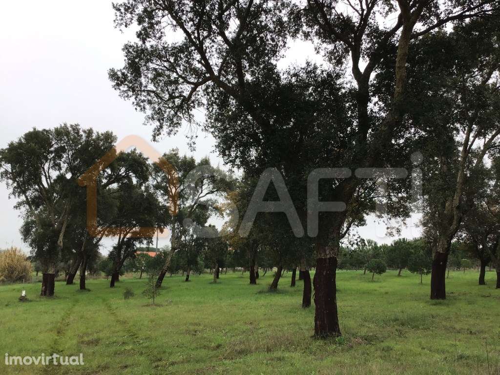 Terreno Rústico de 12.320m2, em zona sossegada com Montado e planta... - Grande imagem: 2/13