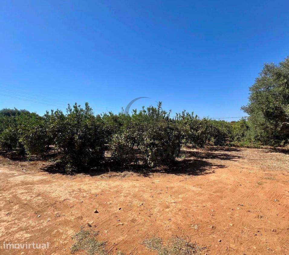 Terreno Rural (Laranjal) – Barros (Conceição e Estoi, Faro) - Grande imagem: 5/10