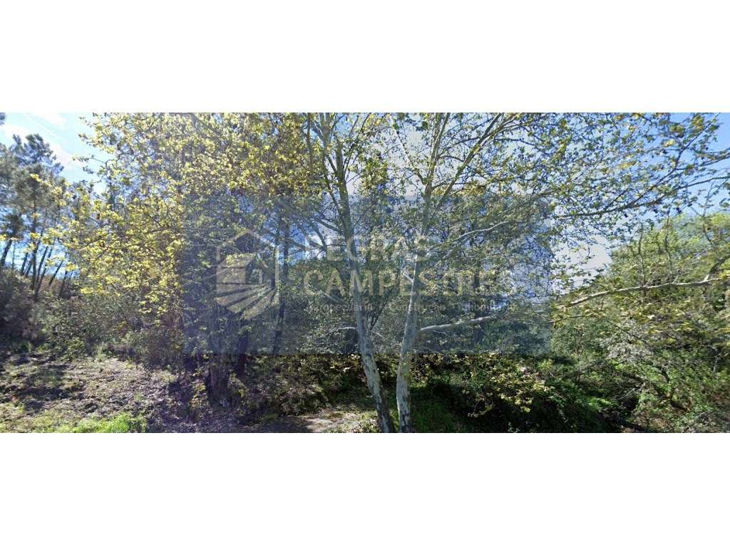 TERRENO RÚSTICO (FLORESTAL) 
SILVARES - FUNDÃO - Grande imagem: 2/4