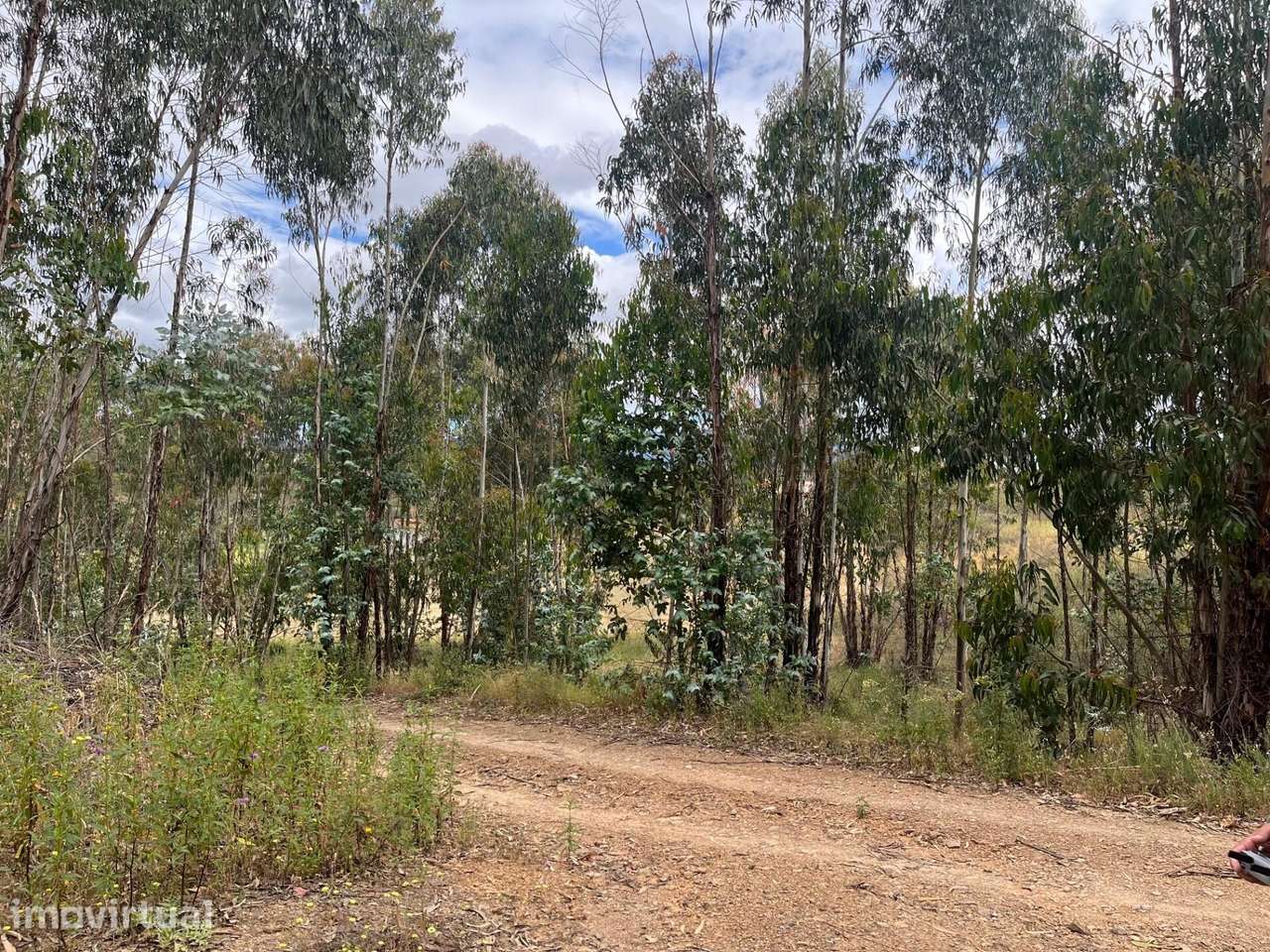 Terreno Rústico de 2,9 ha com Potencial Agrícola e Florestal – Senhora - Grande imagem: 2/41