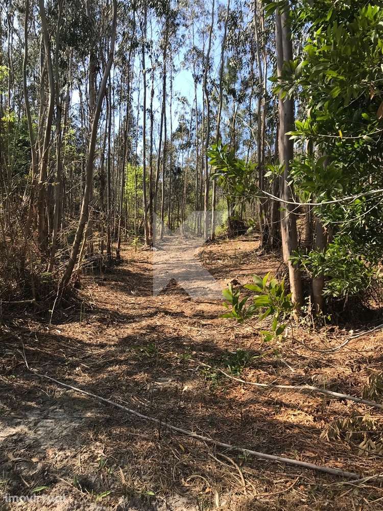 Moradia T7 em Coimbra para restaurar - Grande imagem: 5/27