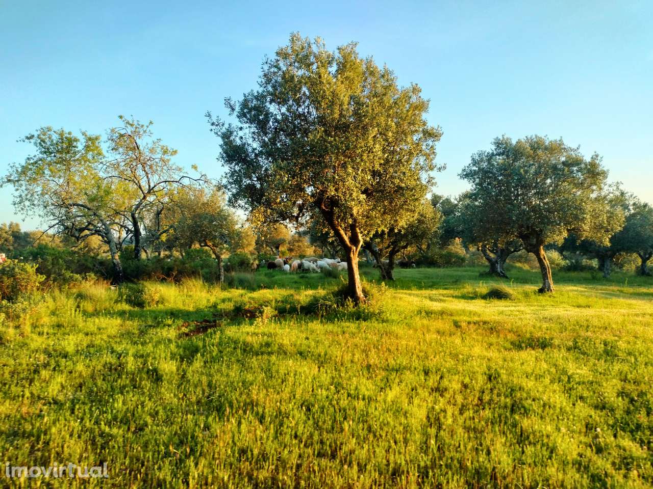 Moradia para Recuperar em Pernes - Grande imagem: 5/8