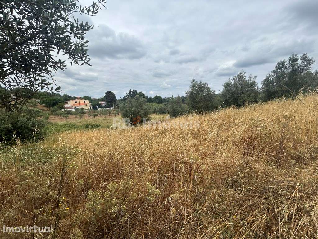 Terreno Agrícola em Chão das Maias - Tomar - Grande imagem: 5/16