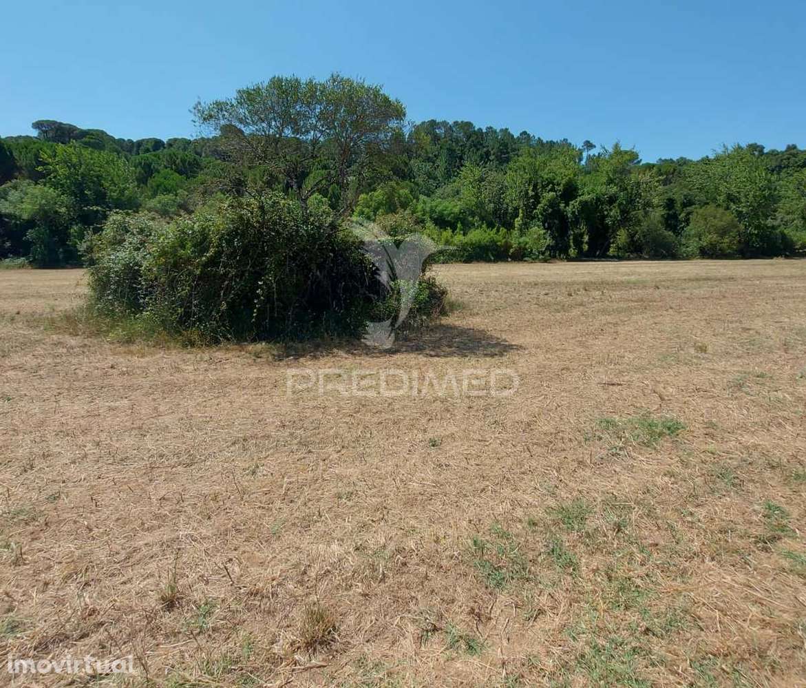 Terreno Rústico, Agricultura de Regadio, Pernes, Santarém. - Grande imagem: 4/12