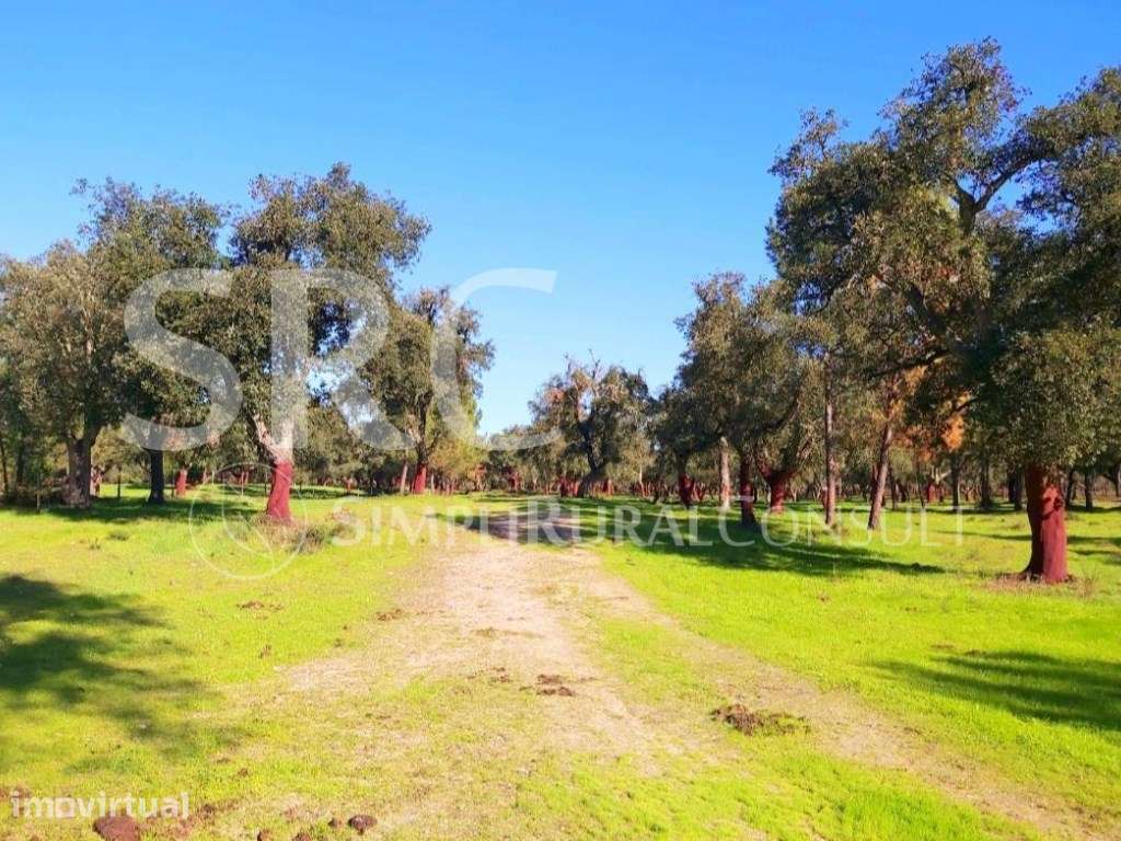 Herdade Histórica com 173 Hectares - Grande imagem: 4/60