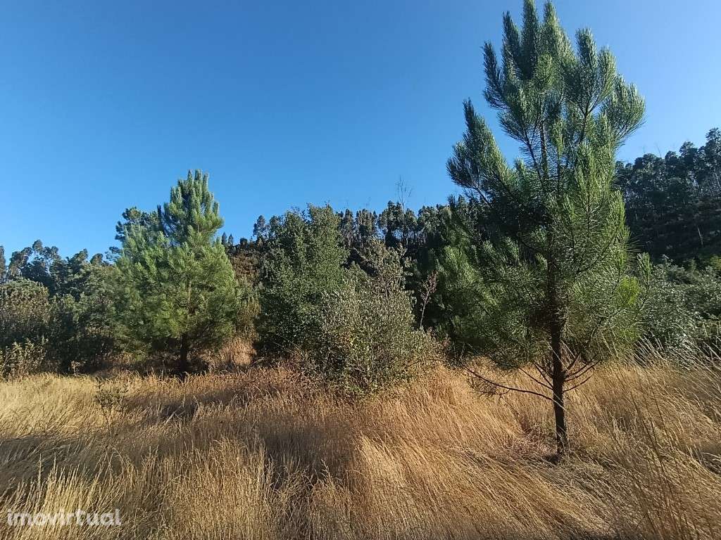 Terreno Rústico - Grande imagem: 3/6