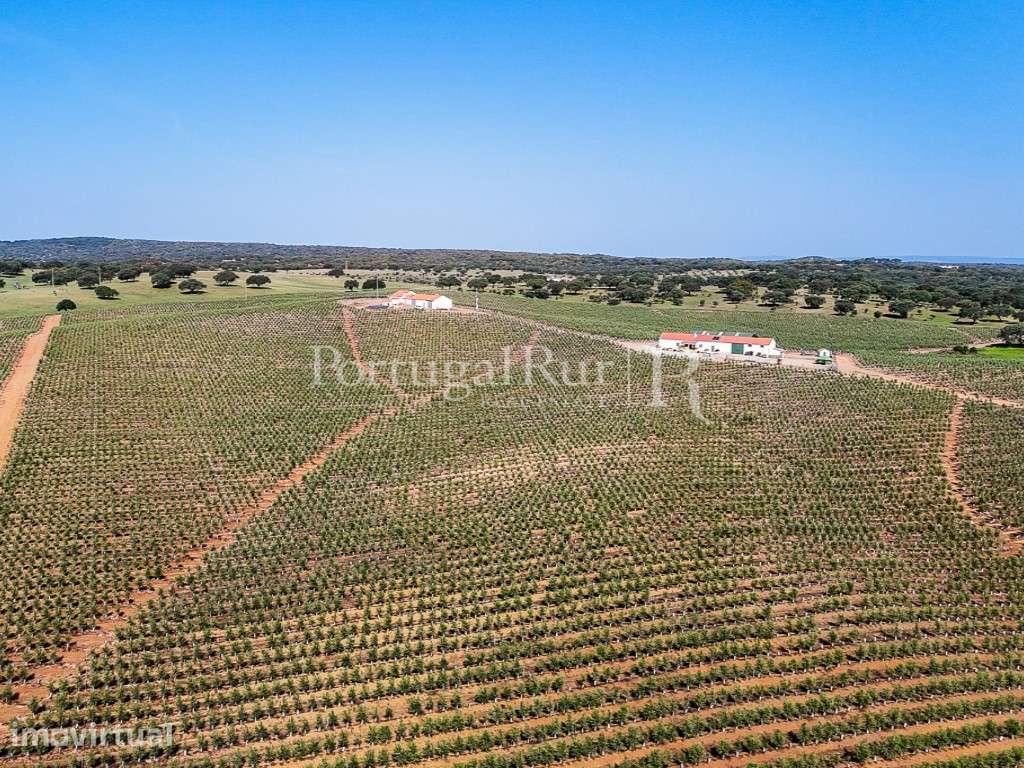 Herdade com 463 hectares em Évora - Grande imagem: 2/47