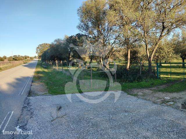 OLIVAL PARA VENDA EM CARRAPATELO - CORVAL - Grande imagem: 3/29