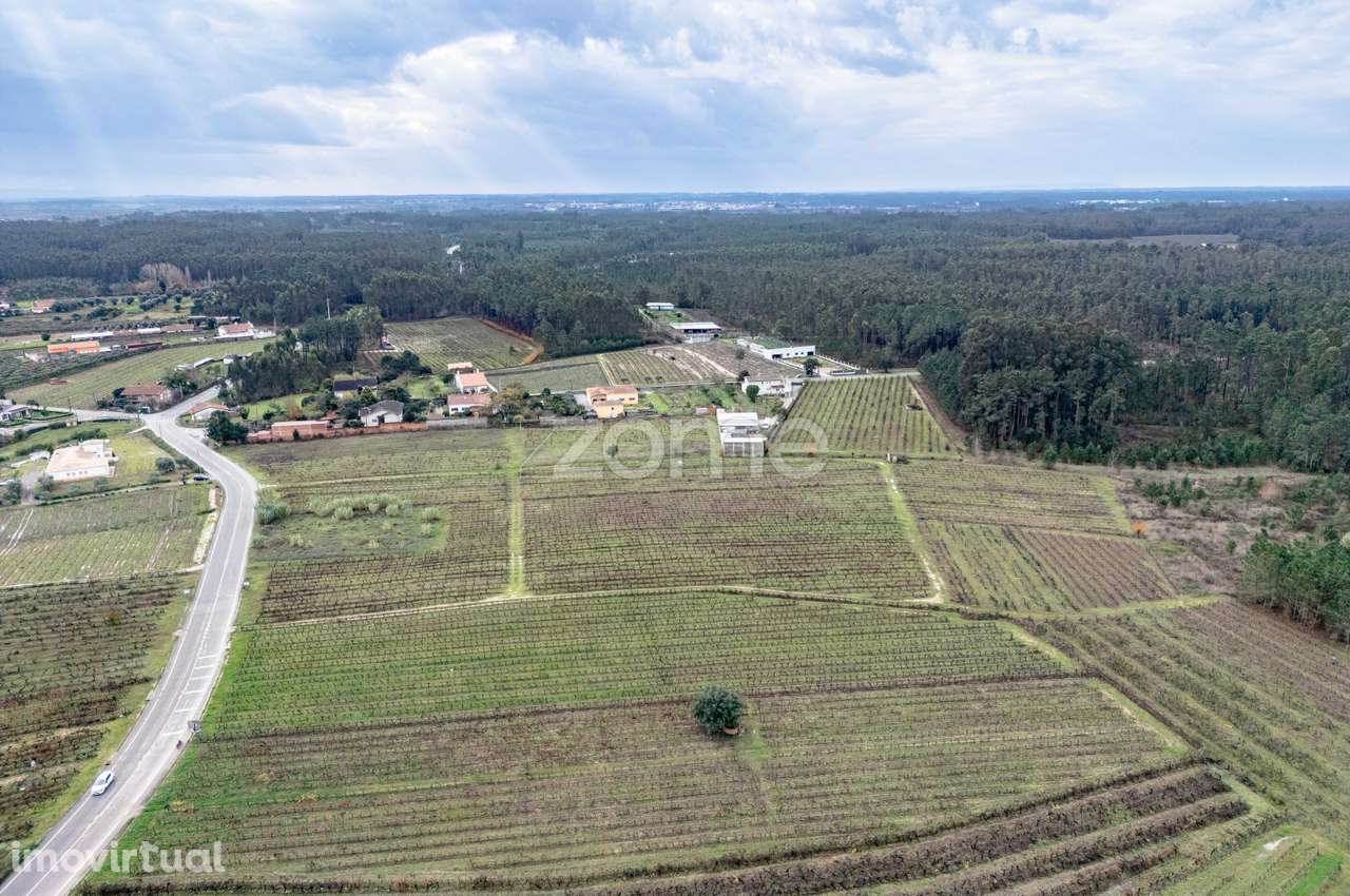 Vinha com 22.000 m2 em Póvoa do Bispo | Cantanhede - Grande imagem: 3/15