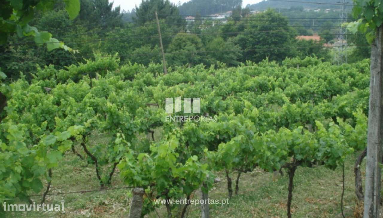 Venda Terreno, junto à estrada, Penha Longa, Marco de Canaveses - Grande imagem: 3/10
