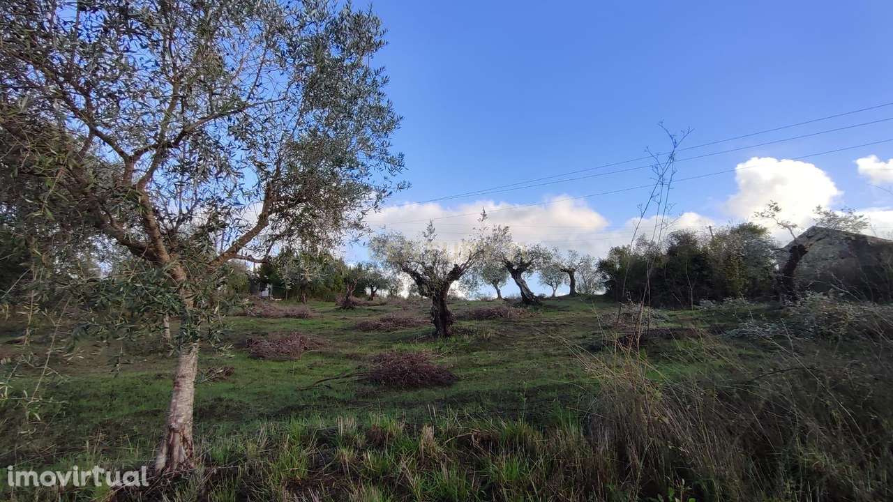 Terreno Agrícola em São Vicente do Paul, Santarém - 7080m² - Grande imagem: 4/18