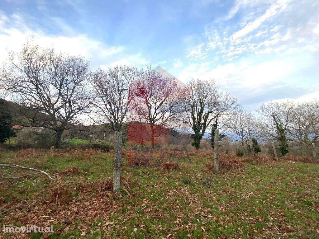 Terreno florestal, Azias - Grande imagem: 5/29