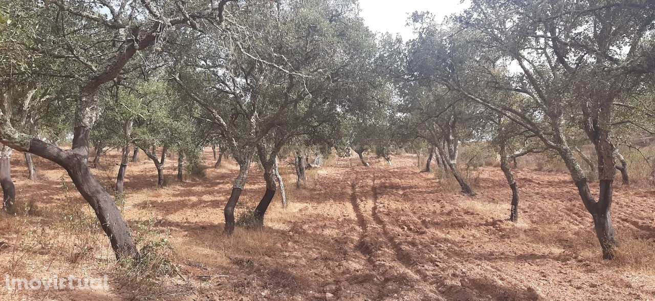 Terreno Rústico com Potencial Agrícola e de Lazer, Ourique, Beja - Grande imagem: 5/11