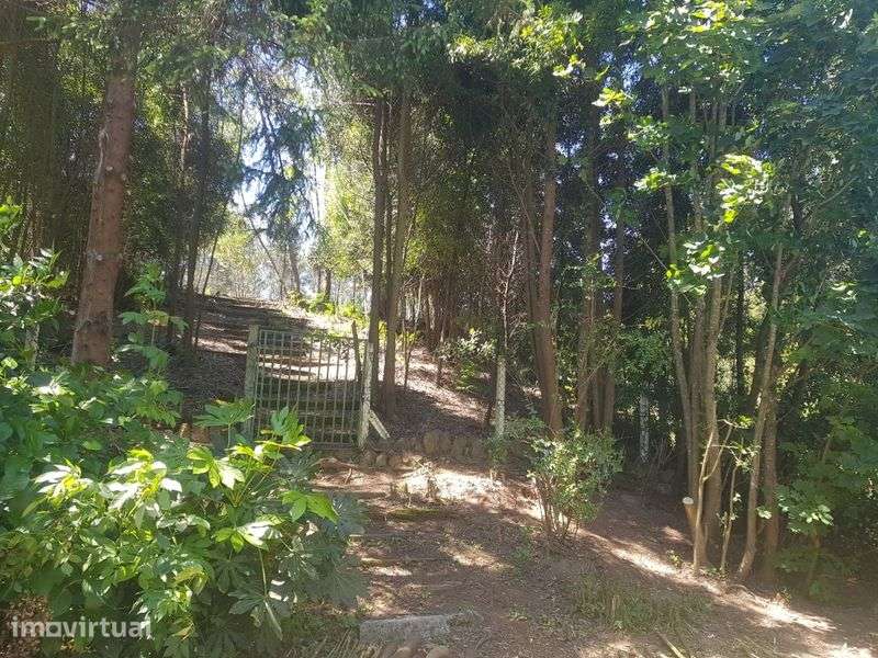 Estudio em espinho - Grande imagem: 5/9