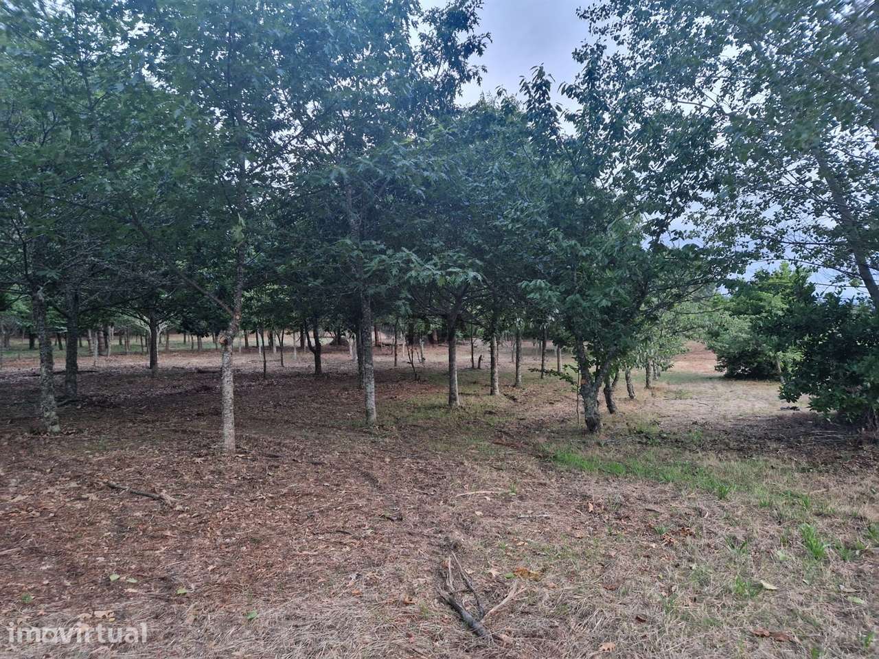 Quinta com 2ha em Fornos de Algodres - Grande imagem: 4/11