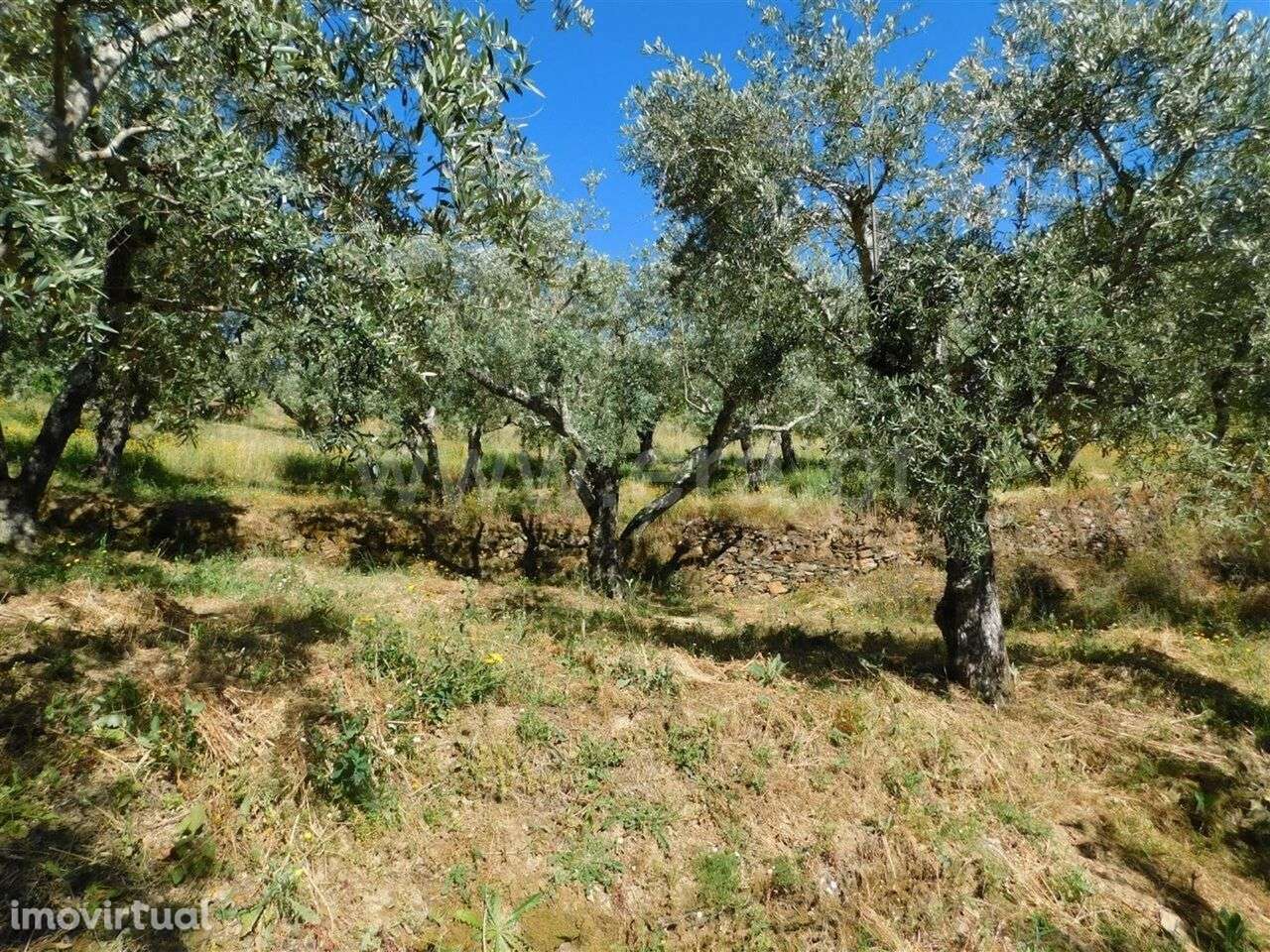 Terreno / Fundão, Silvares - Grande imagem: 4/9