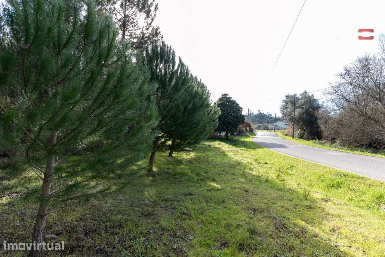 Terreno com pinhal com área 7.700 m2 com possível viabilidade de co... - Grande imagem: 5/29