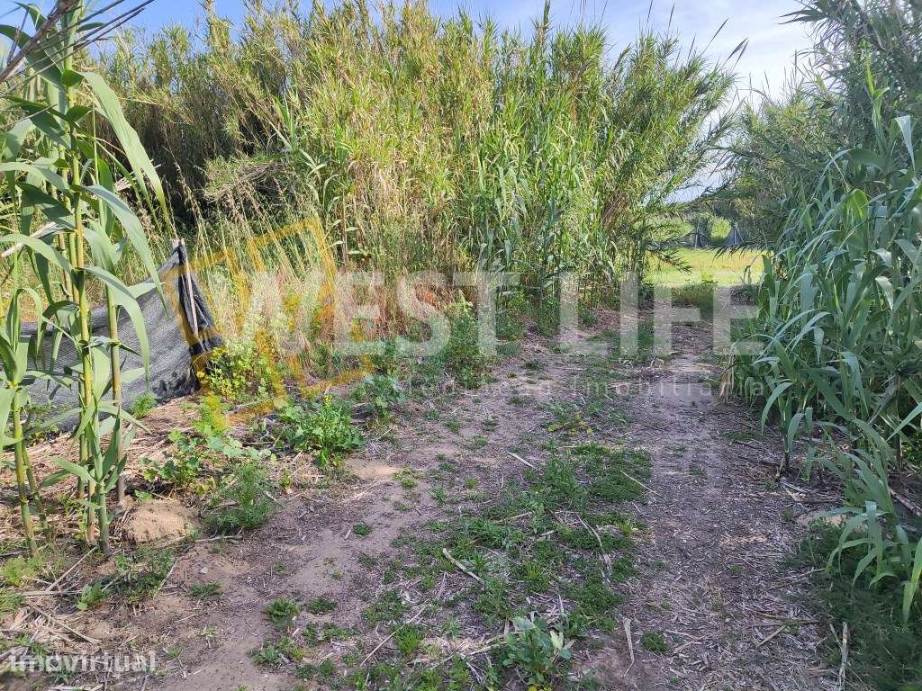 Terreno Rustico - Agrícola de 2560m2 - localização harmoniosa e boa... - Grande imagem: 2/15