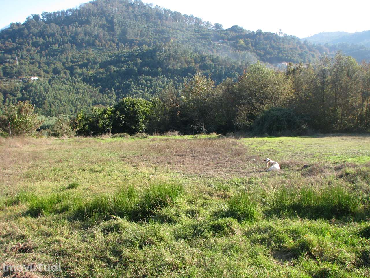 Quinta com casa em ruínas - Grande imagem: 3/16