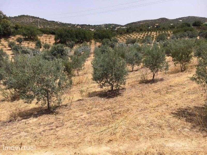 Arrendo Olival +6 Hectares - Faro - Grande imagem: 2/8