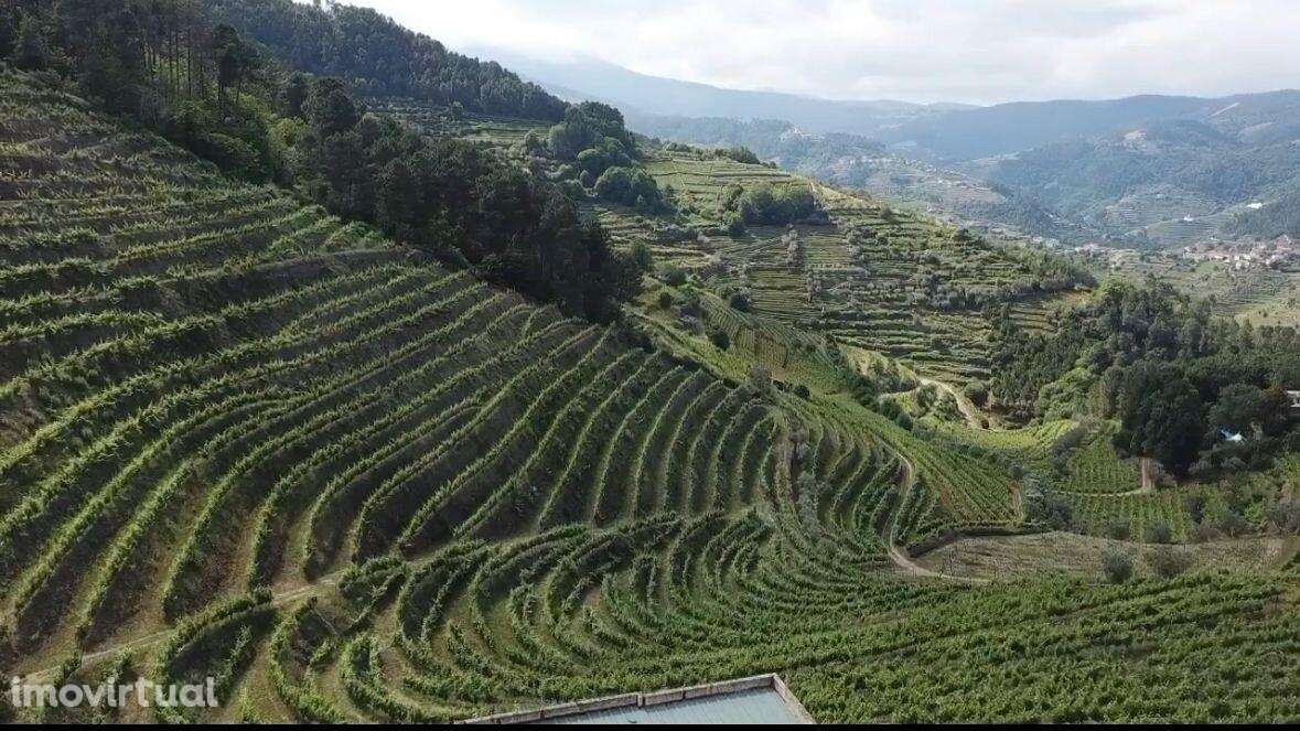 Quinta de Charme no Coração do Douro – Uma Oportunidade Única - Grande imagem: 4/24