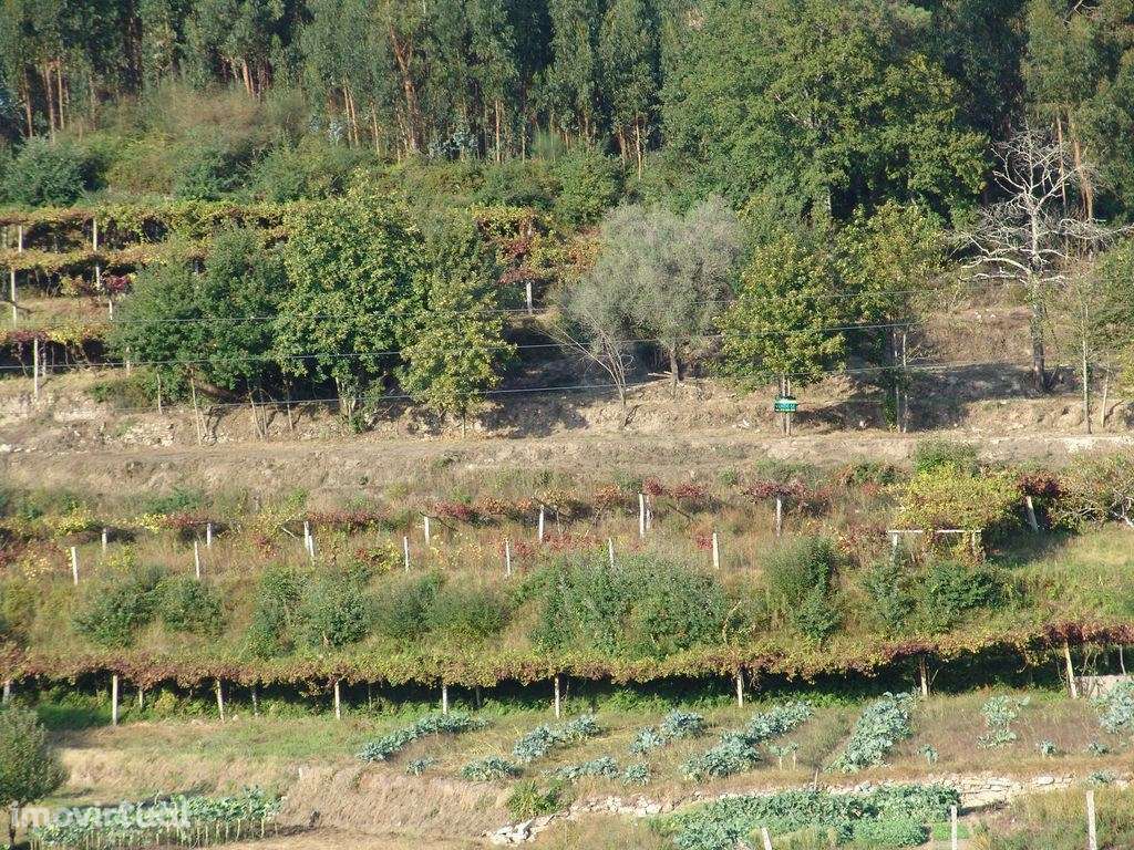 Terreno em Refóios do Lima- Ponte de Lima. - Grande imagem: 3/6