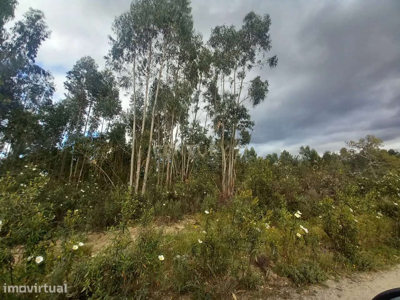 Terreno Panorâmico em Sarnadas de Ródão, Castelo Branco - Grande imagem: 4/7
