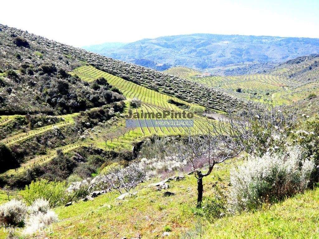 Propriedade 170.000m2, com olival, vinha e terreno p/ novas plantaç... - Grande imagem: 4/9