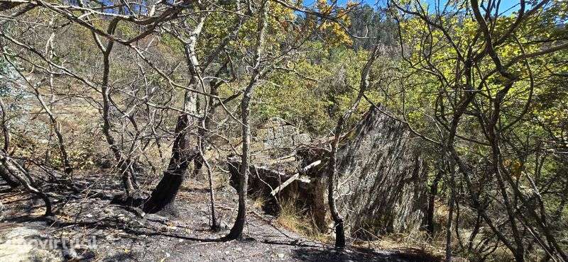 Quinta com Ruínas e Água de Mina – Projeto Off-Grid Total - Grande imagem: 4/9