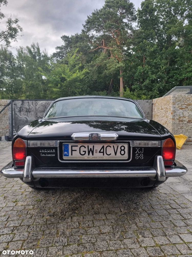 Jaguar Inny - 3